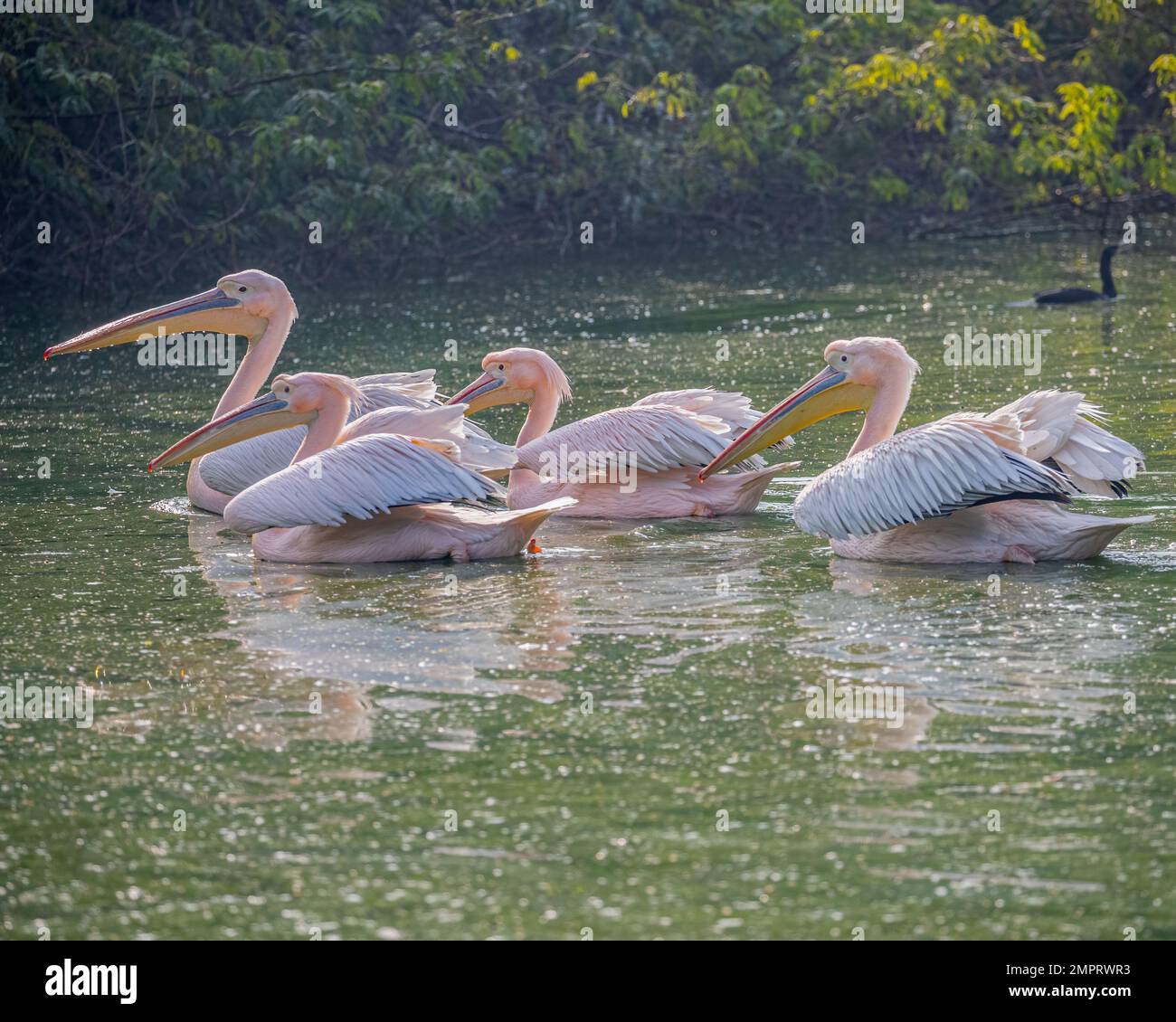 Quatre pélican roses nageant dans un lac Banque D'Images