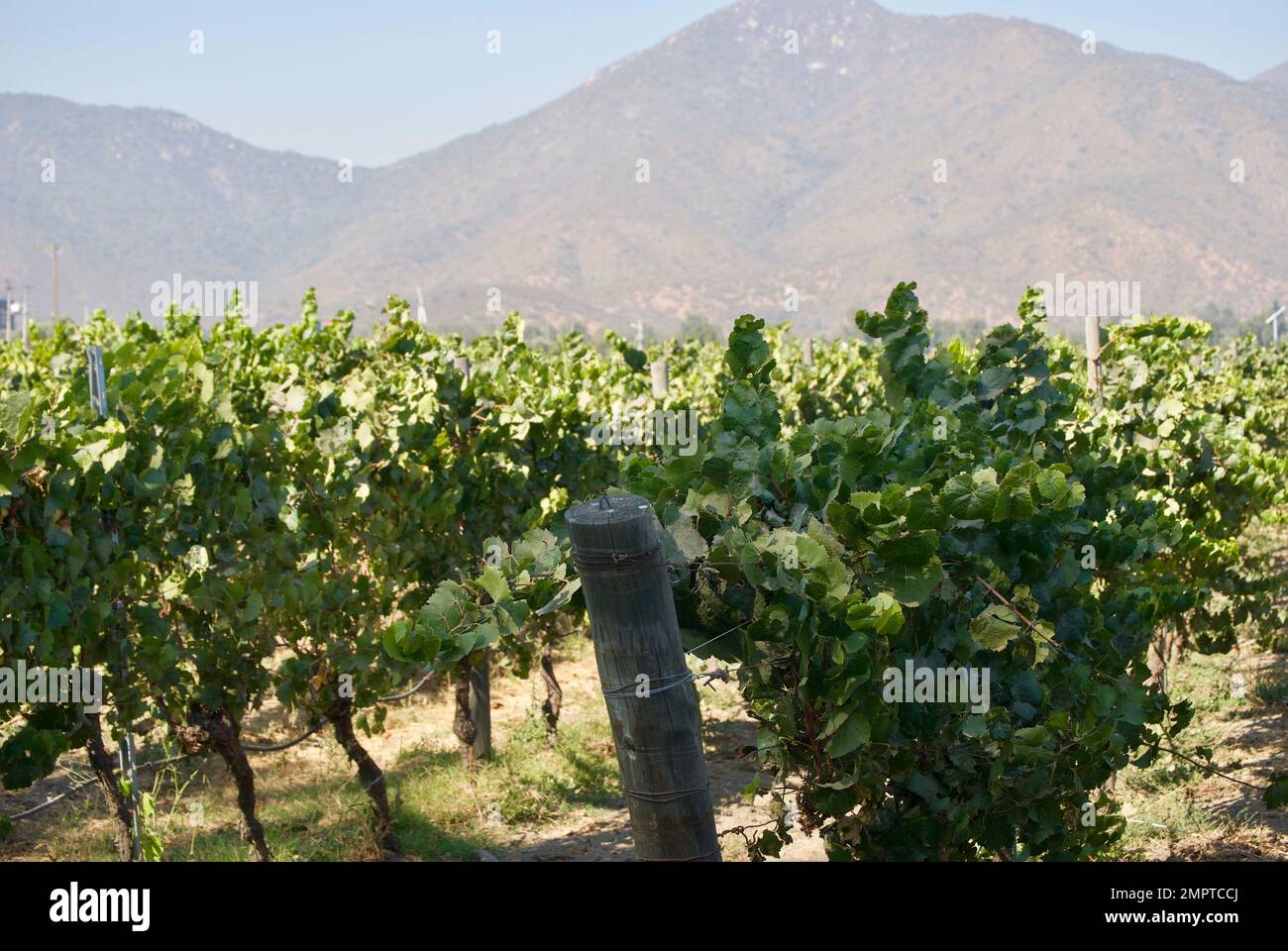 Raisins cultivés sur la vigne dans un domaine viticole Banque D'Images