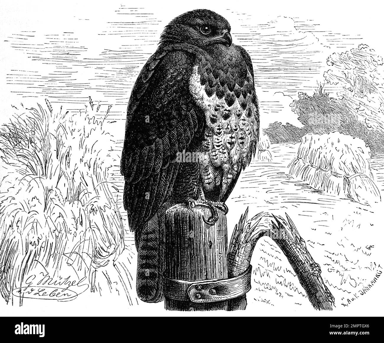 Vogel, Mäusebussard, Buteo buteo, Greifvogel aus der Familie der Habichtartigen, Historisch, digital restaurierte Reproduktion von einer Vorlage aus dem 19. Jahrhundert Banque D'Images