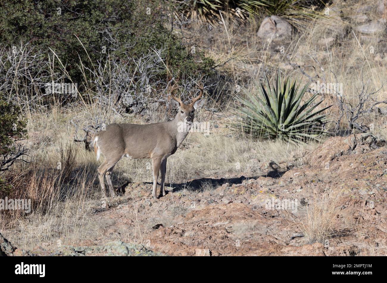 Coues Whitetail Deer Buck dans les montagnes Chiricahua en Arizona Banque D'Images