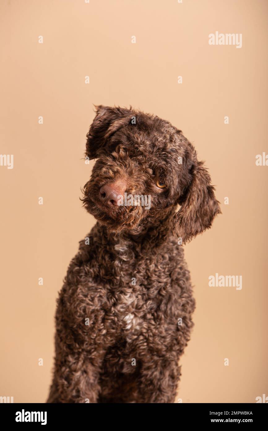 Doux jeune chien d'eau espagnol sur un fond beige. Portrait d'un animal dans un studio photo Banque D'Images