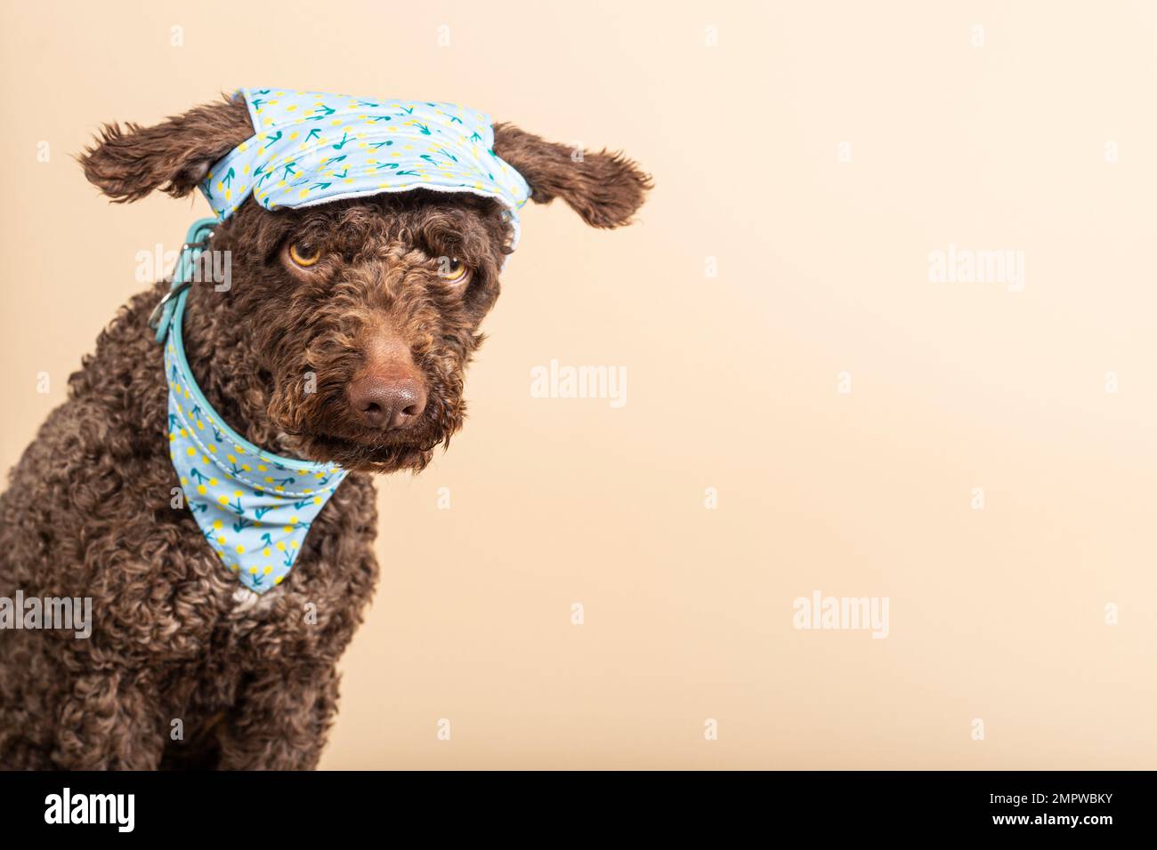 Chien d'eau espagnol marron sur fond beige avec espace pour le texte. Chien avec un mouchoir et une casquette Banque D'Images