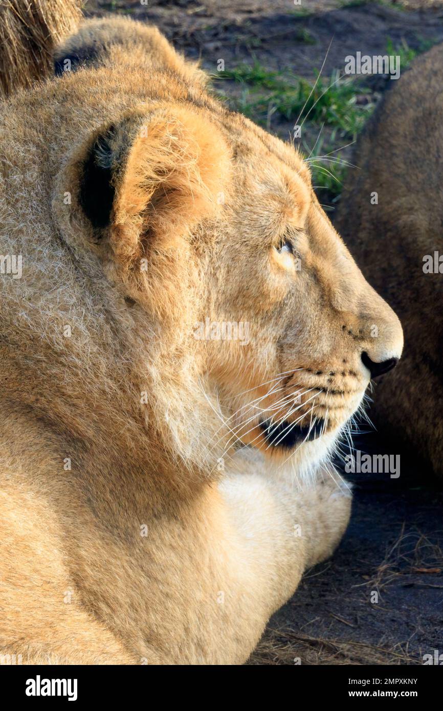 Lion asiatique reposant dans le zoo Banque D'Images