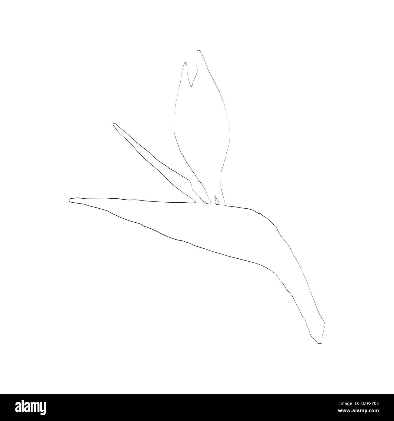 Esquisse vectorielle Strelitzia Illustration de Vecteur