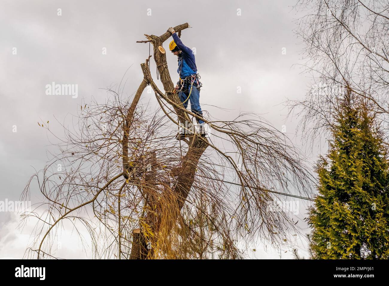 arborier professionnel couper et tenir sur une corde une grosse branche de saule, accrochant en toute sécurité. chirurgien travaillant, debout fixé avec plusieurs cordes, équipement. automne nuageux Banque D'Images