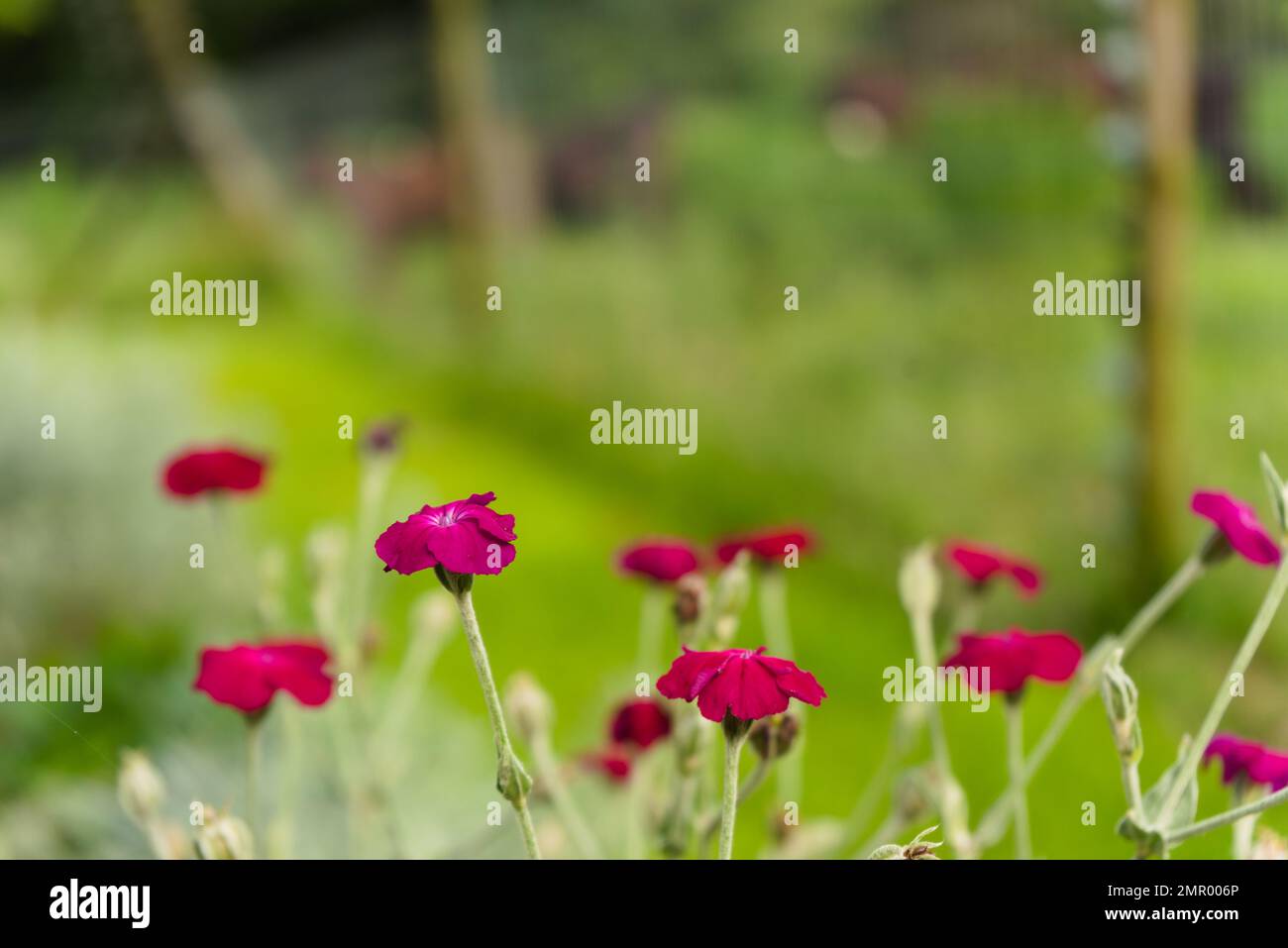 Silene coronaria (Rose campion) fleurit dans une ferme à Drakensberg, en Afrique du Sud Banque D'Images