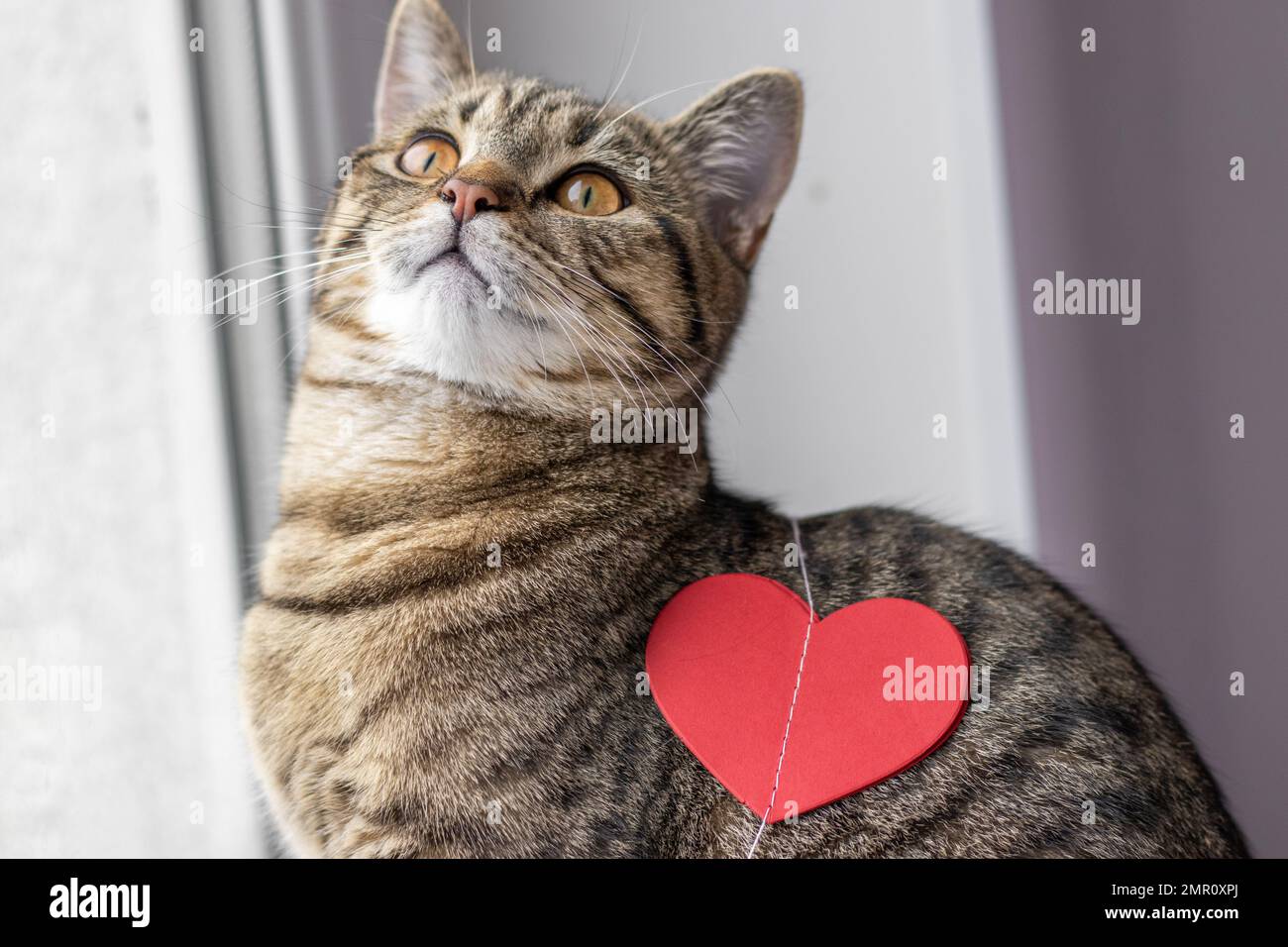 chat tabby jouant avec la guirlande de coeur de papier rouge assis sur le seuil de fenêtre Banque D'Images