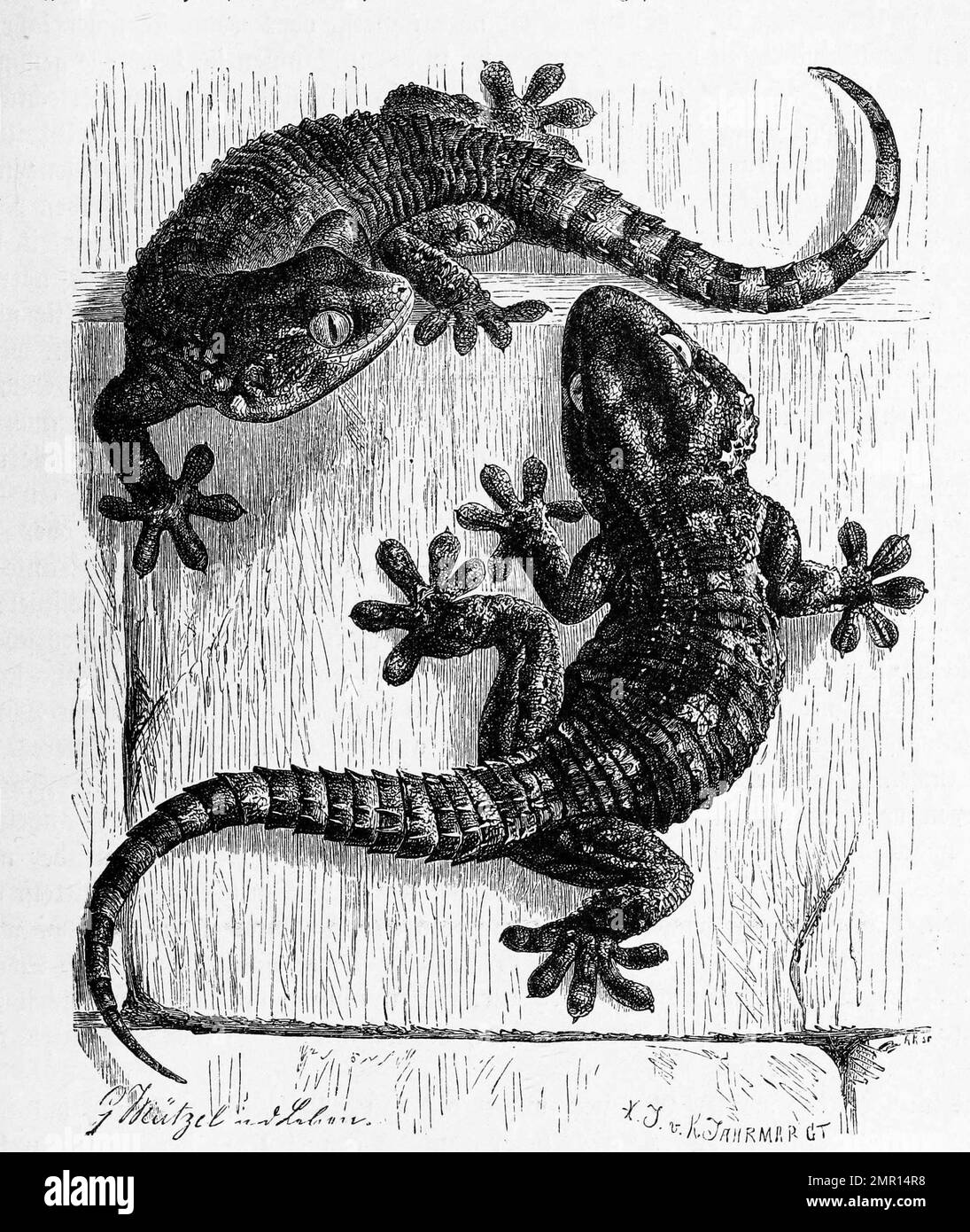 Mauergecko, Tarentola mauritanica, ein häufiger und im Mittelmeerraum großflächig verbreiteter, nachtaktiver Gecko, Historisch, digital restaurierte Reproduktion von einer Vorlage aus dem 19. Jahrhundert Banque D'Images
