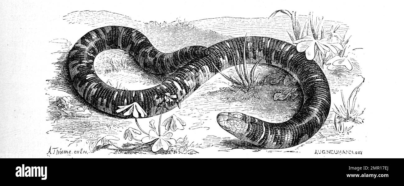Gefleckte Doppelschleiche, Amphisbaena fuliginosa, Schwarz-Weiß-Wurmeidechse, gesprenkelte Wurmeidechse gefleckte Wurmeidechse, Art der Doppelschleichen in der Gattung Amphisbaena, Historisch, digital restaurierte Reprodukte oder Voreiner der 19. Jahrhundert Banque D'Images