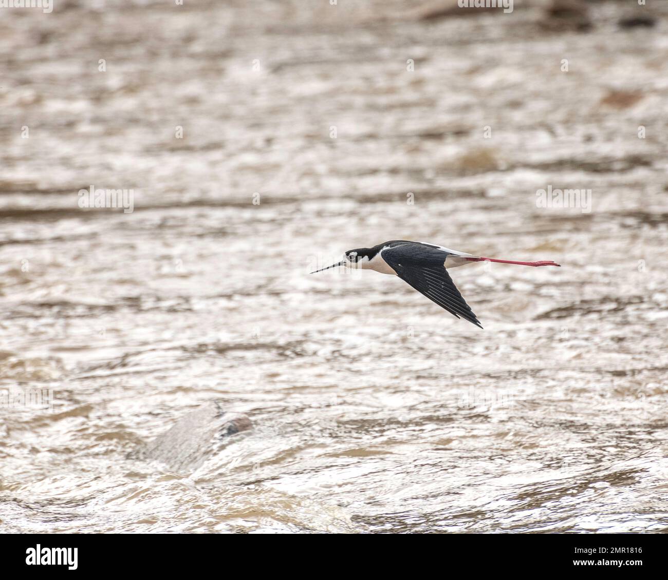 Un stilt à col noir (Himantopus mexicanus) vole le long de la portion Glendale Narrows de la rivière Los Angeles. Banque D'Images