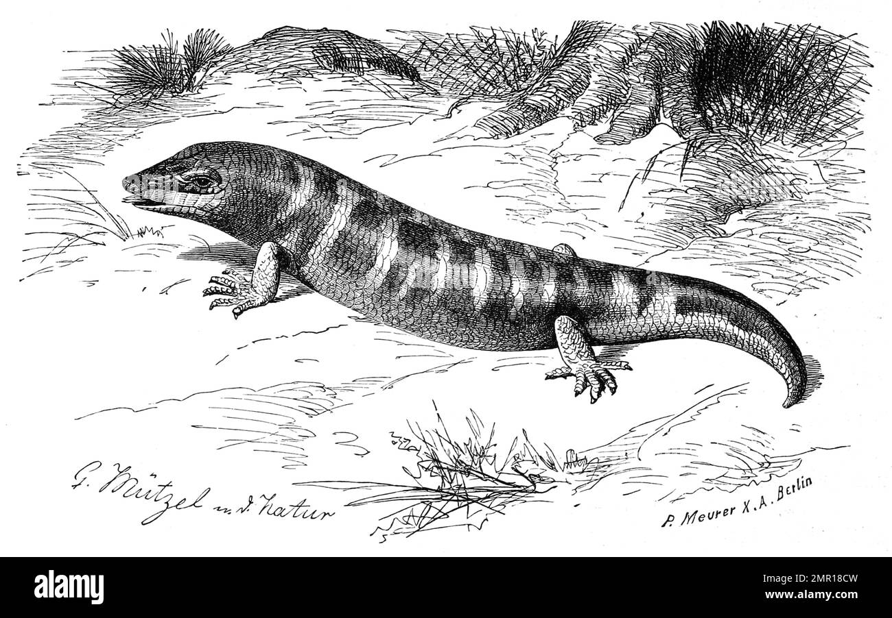 Scinque, Scincus officinalis, Apothekerskink, Scincus scincus, Meerstinz, Stinke-Marie, Familie der Skinke, Historisch, digital restaurierte Reproduktion von einer Vorlage aus dem 19. Jahrhundert Banque D'Images