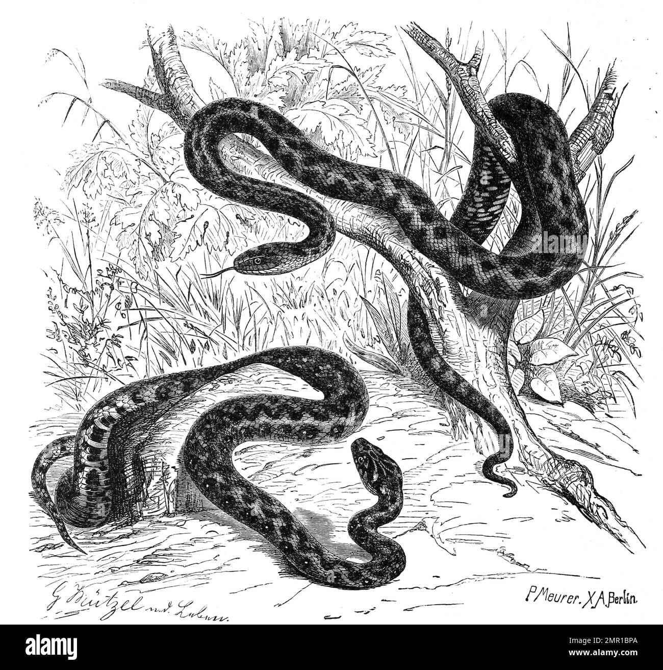 Reptilien, Würfelnatter, Natrix tessellata ist eine ungiftige, für den Menschen harmlose eurasische Schlange aus der Familie der Nattern und Vipernatter, Vipernatter, Natrix maura, auch Vipernnatter, Historisch, Digital restaurierte Reproduktion von einer Vorlage aus dem 19. Jahrhundert Banque D'Images