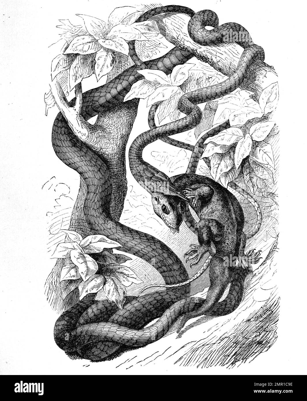 Reptilien, Dunkle Peitschenschlange, Dryophis pulverulentus, Demansia, Historisch, Digital restaurierte Reproduktion von einer Vorlage aus dem 19. Jahrhundert Banque D'Images