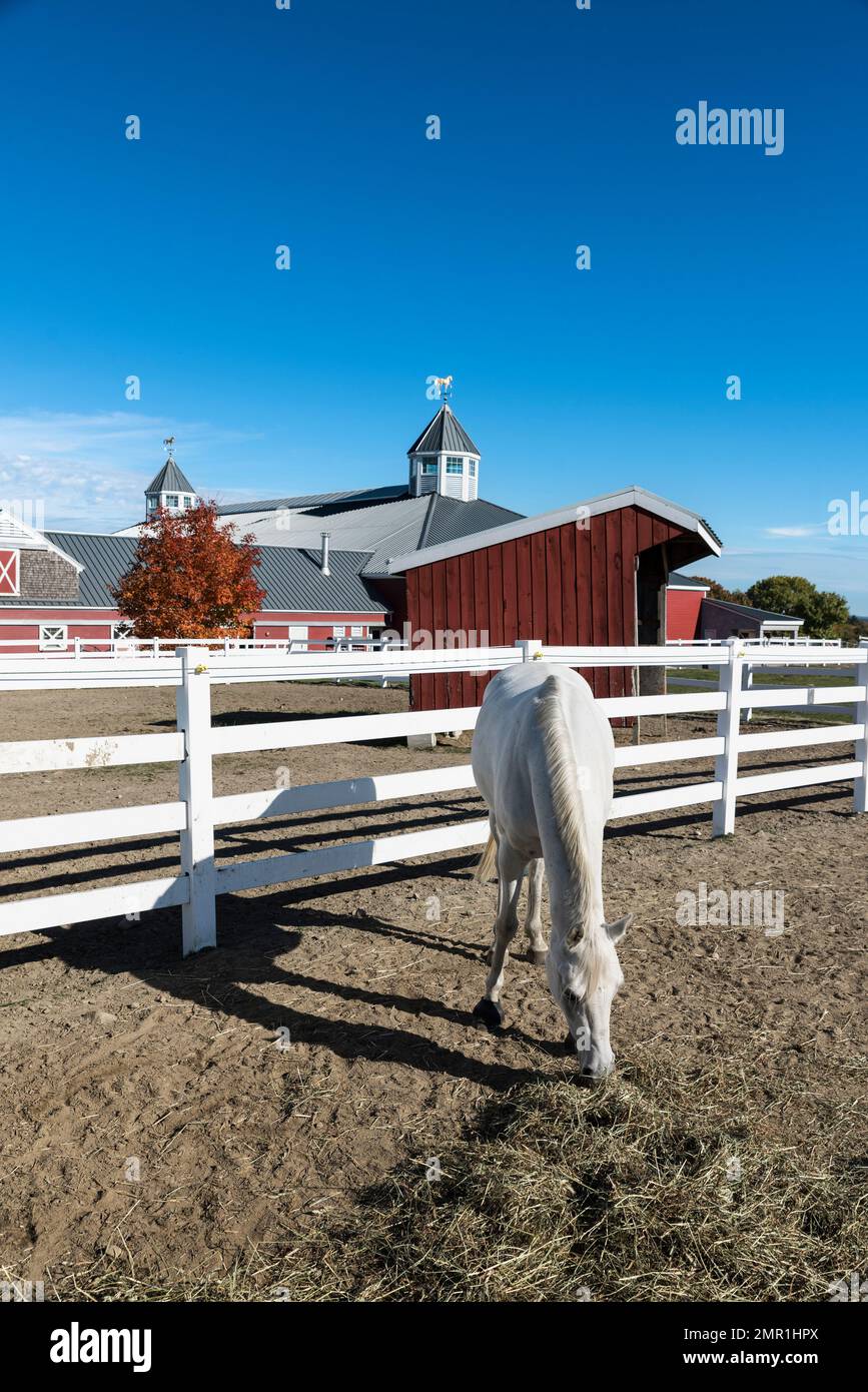 Alimentation de chevaux au centre d'entraînement de dressage Banque D'Images