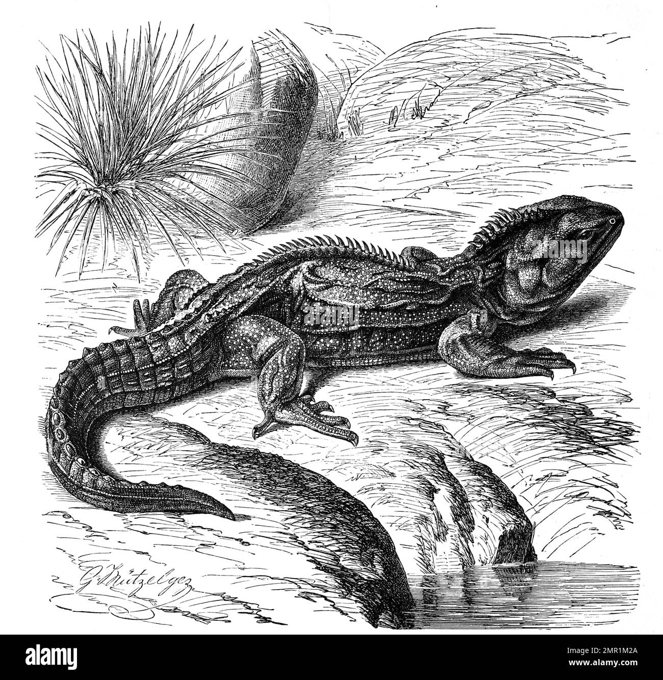 Reptilien, Brückenechse oder Tuatara, Sphenodon punctatus ist die einzige rezente Art der Familie Sphenodontidae, Historisch, digital restaurierte Reproduktion von einer Vorlage aus dem 19. Jahrhundert Banque D'Images