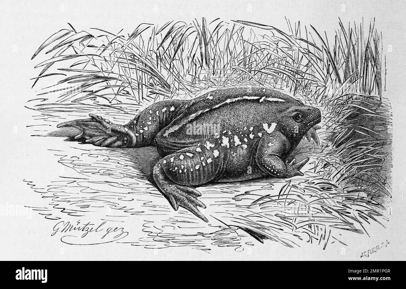 Froschlurch Banque d&amp;#39;images noir et blanc - Alamy