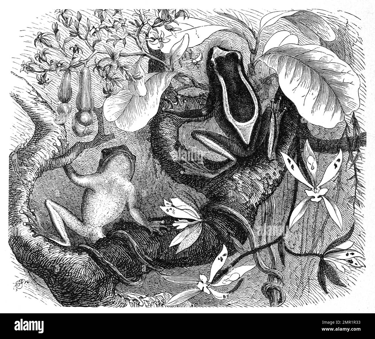 Reptilien, Surinam-Clownfrosch, Dendropsophus leucophyllatus zählt zur Gattung der Clownfrösche, Historisch, digital restaurarte Reproduktion von einer Vorlage aus dem 19. Jahrhundert Banque D'Images