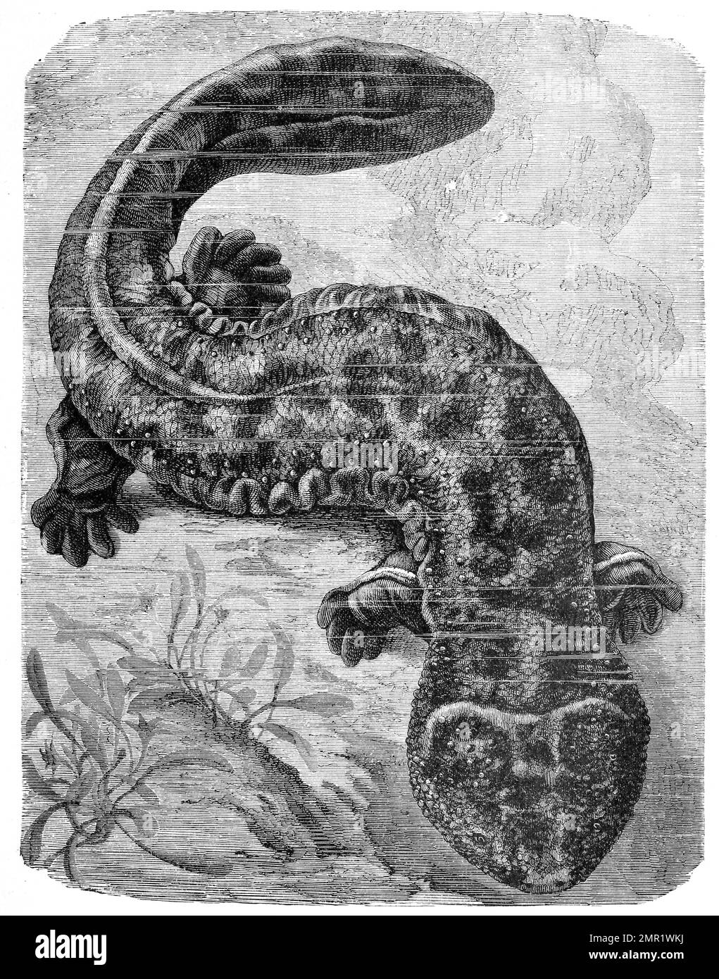 Reptilien, Riesensalamander, Megalobatrachus maximus, Riesensalamander, Cryptobranchidae sind eine sehr urtümliche Familie in der Ordnung der Schwanzlurche, Historisch, digital restaurierte Reproduktion von einer Vorlage aus dem 19. Jahrhundert Banque D'Images