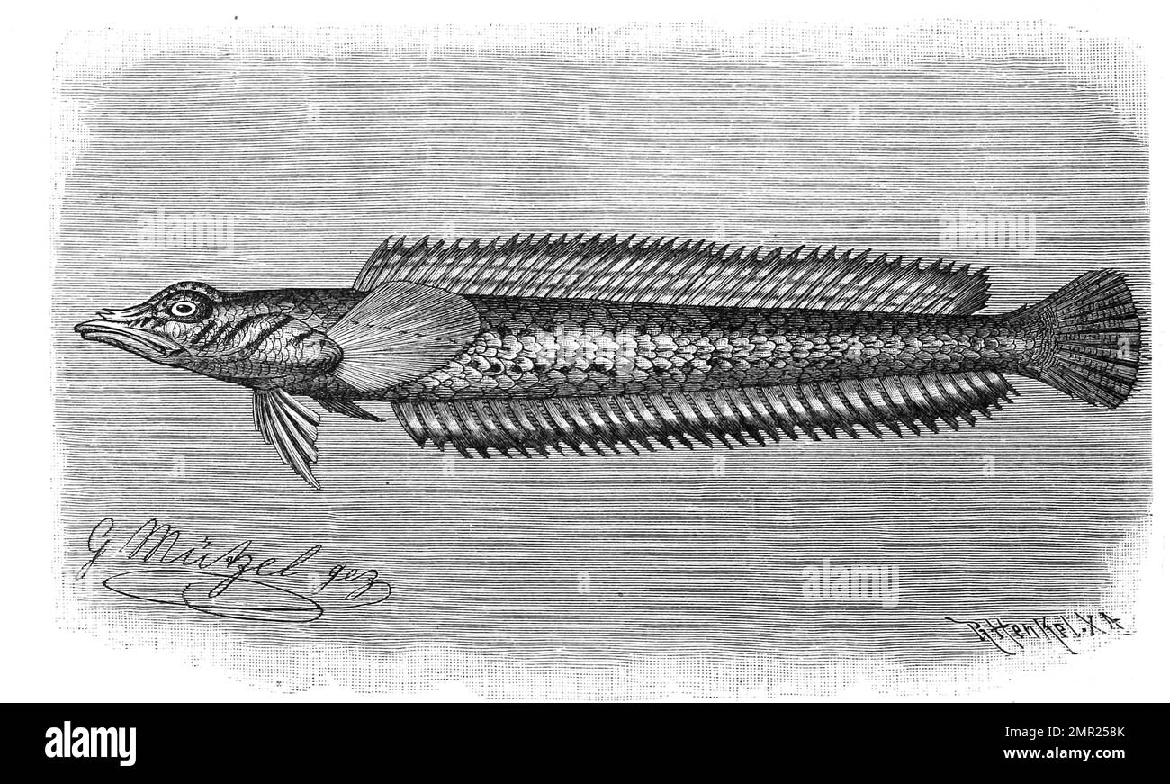 Fisch, Dornrüßler, Hemerocoetes acanthorynchus, Historisch, digital restaurierte Reproduktion von einer Vorlage aus dem 19. Jahrhundert Banque D'Images