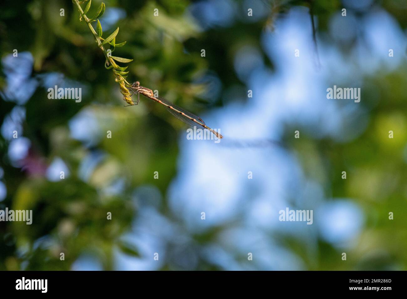 Damselfly installé sur la feuille à Sydney, Nouvelle-Galles du Sud, Australie (photo de Tara Chand Malhotra) Banque D'Images