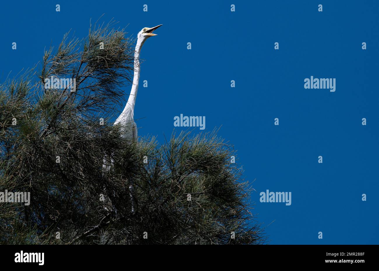 Un grand Egret de l'est (Ardea puma) perché sur un arbre dans le ciel à Sydney, Nouvelle-Galles du Sud, Australie (photo de Tara Chand Malhotra) Banque D'Images