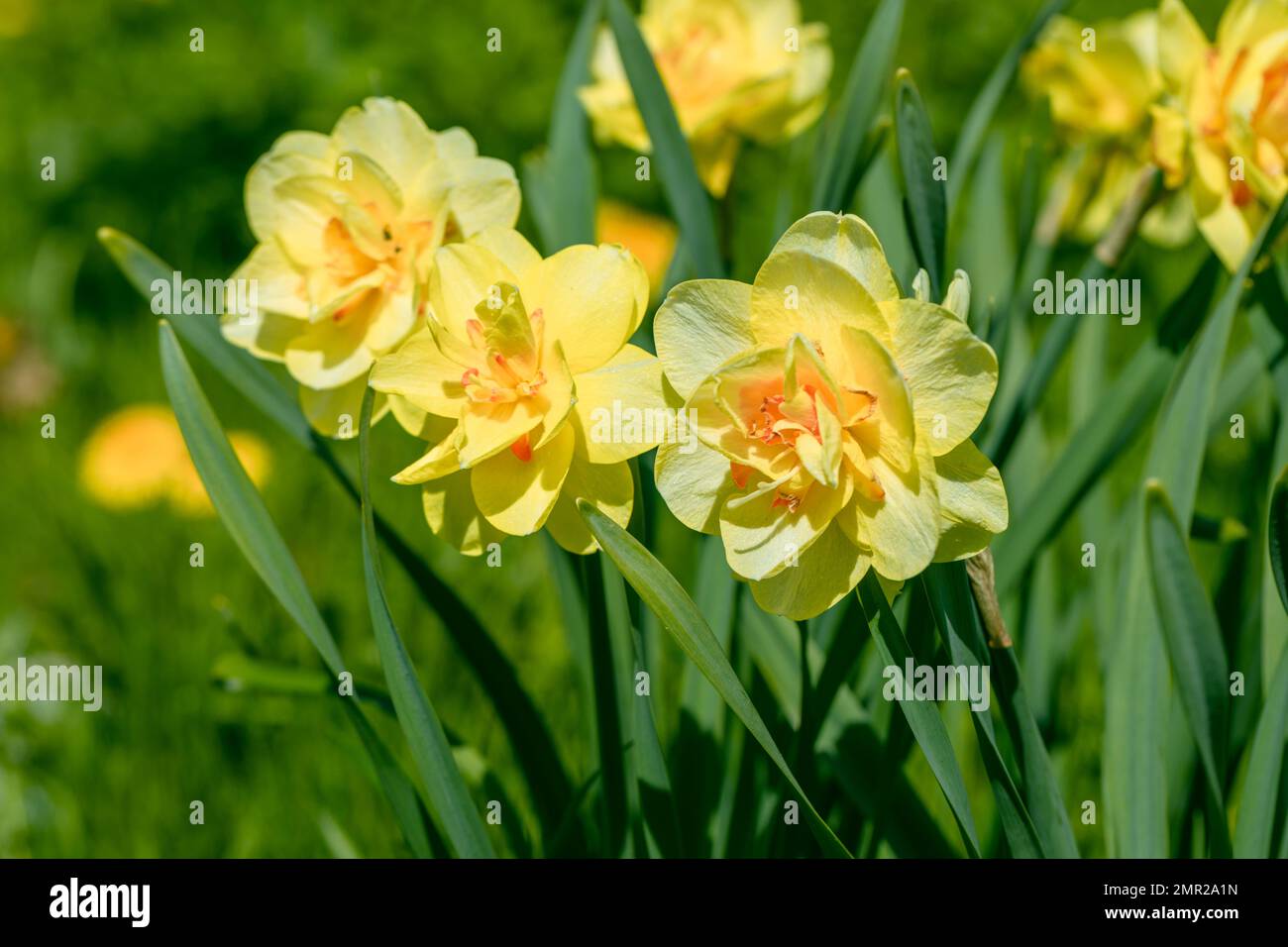 Double narcisse jaune Tahiti fleurit dans le jardin Banque D'Images