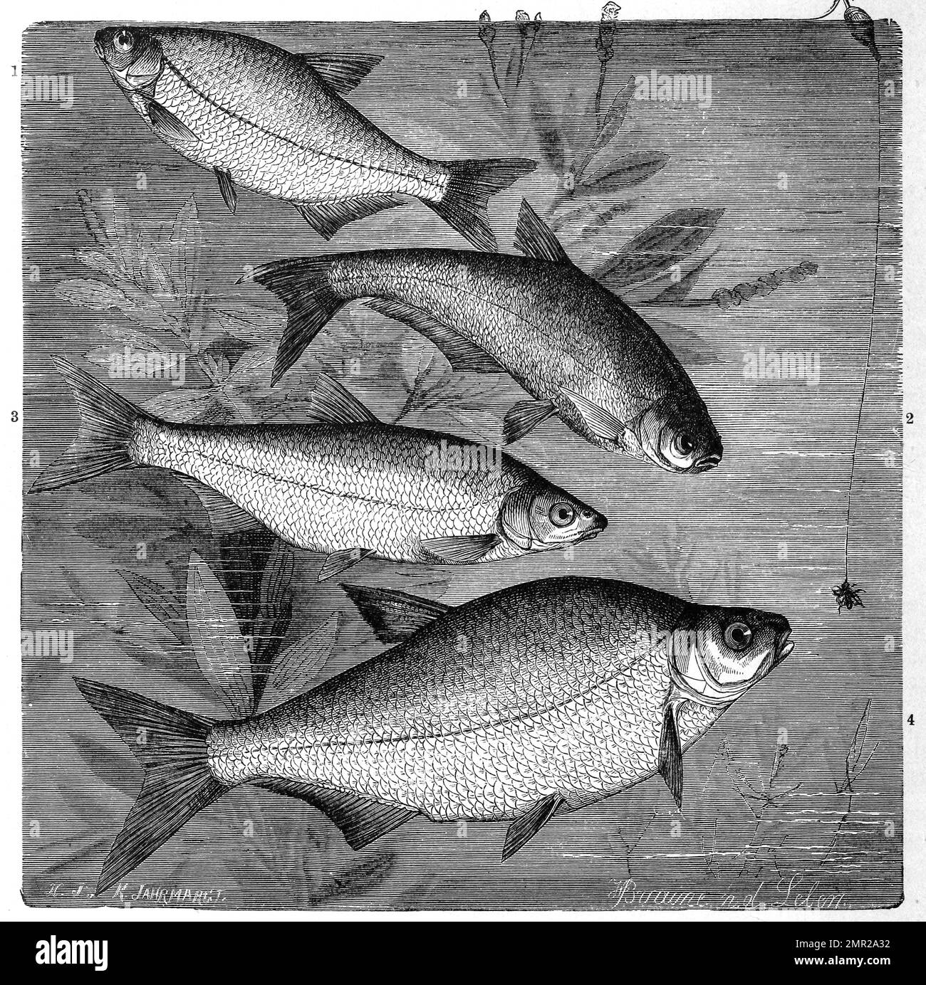 Fisch, 1. Güster, Ach Blicke, Pliete oder Halbbrasse, Abramis blicca, 2. Zope oder Spitzpleinzen, Ballerus ballerus, Abramis ballerus, 3. Zährte, Vimba vimba, auch Rußnase genannt, ein autochthoner Schwarmfisch, 4. Blei, Brasse, Abramis brama, Historisch, digital restaurierte Reproduktion von einer Vorlage aus dem 19. Jahrhundert Banque D'Images