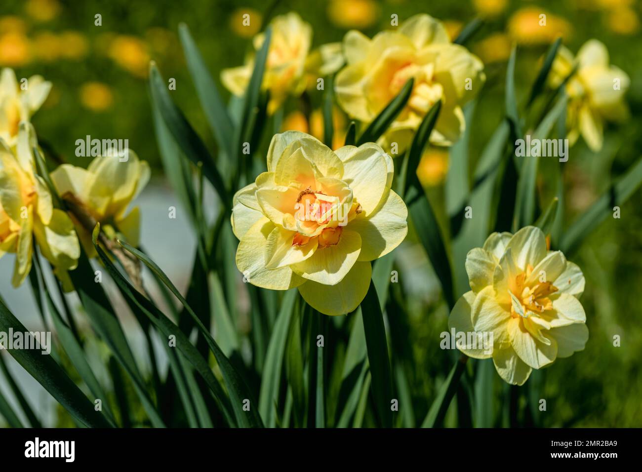 Double narcisse jaune Tahiti fleurit dans le jardin Banque D'Images