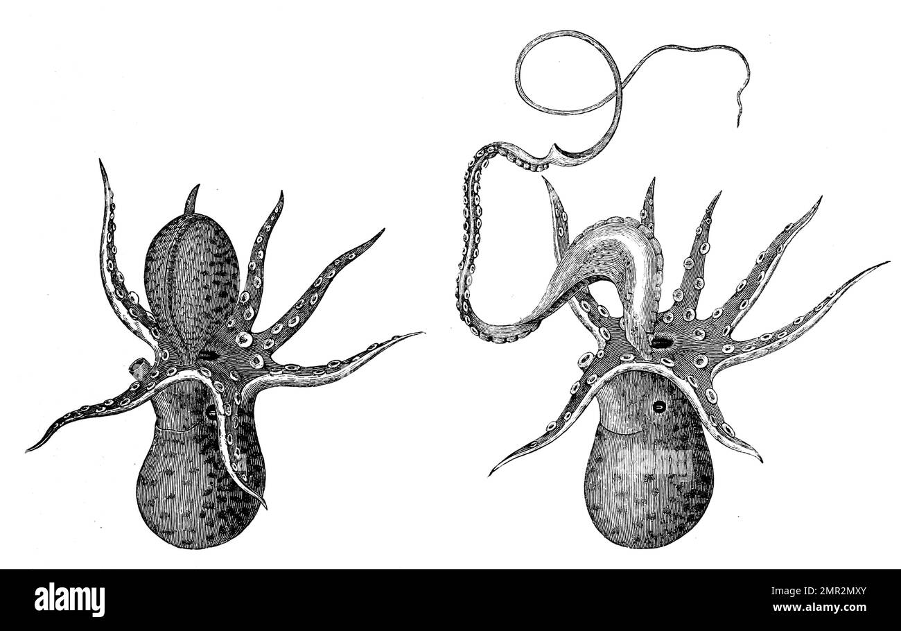 Paper Nautilus, Papierboote oder Argonauten, Argonauta sind eine Gattung der Kopffüßer, Cephalopoda in der Verwandtschaftsgruppe der Kraken, Historisch, digital restaurierte Reproduktion von einer Vorlage aus dem 19. Jahrhundert Banque D'Images