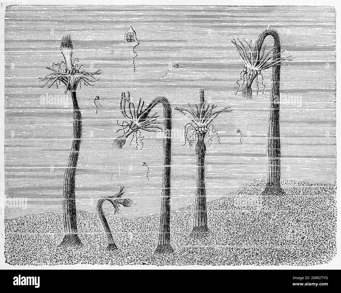 Gruppe der Corymorphanutans nebst algelösten Quallen, Historisch, digital restaurierte Reproduktion von einer Vorlage aus dem 19. Jahrhundert Banque D'Images