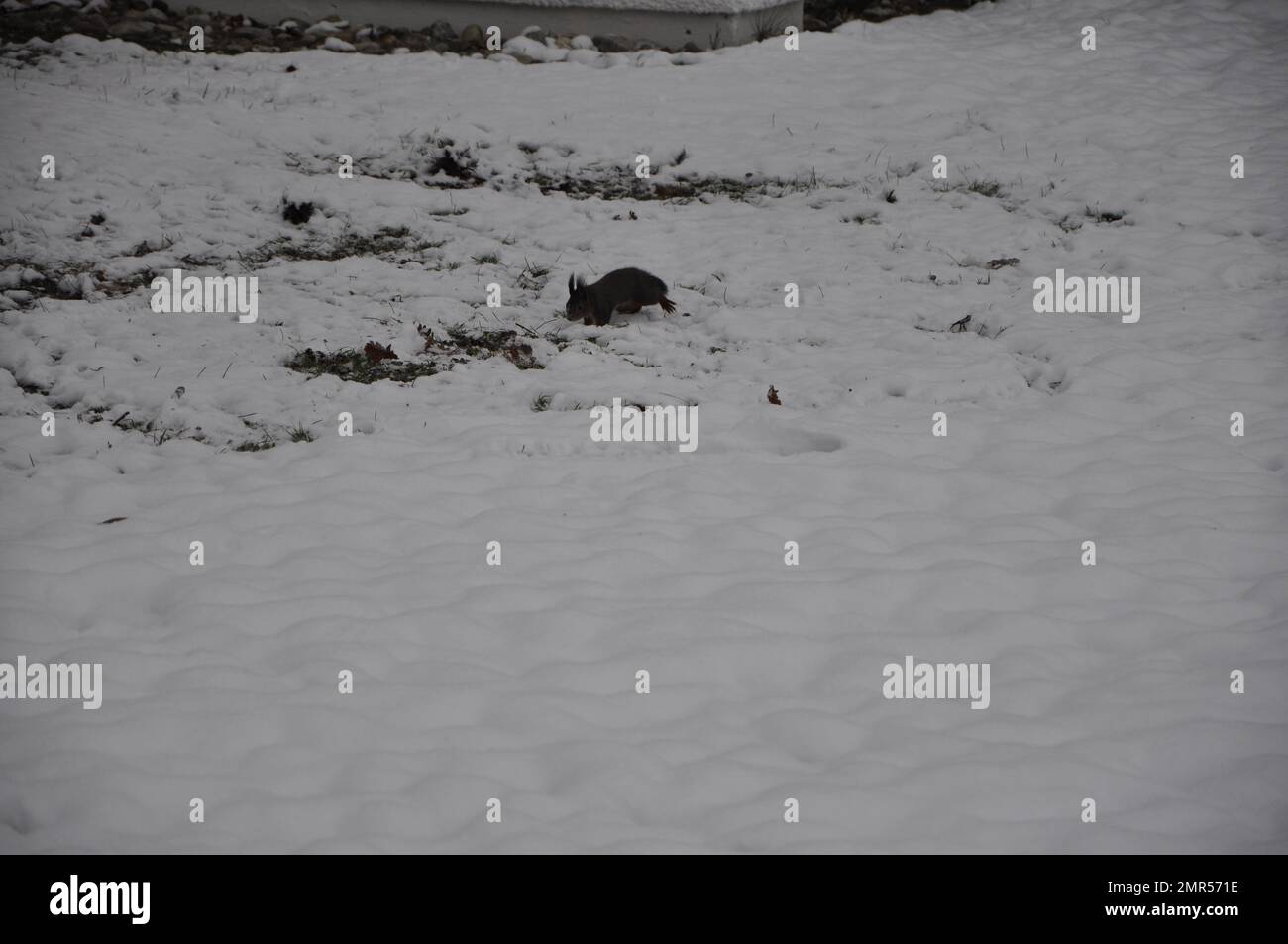 Un écureuil noir sur un sol recouvert de neige. Écureuil noir sur la neige en hiver, Bad Fussing, Bavière, Allemagne Banque D'Images