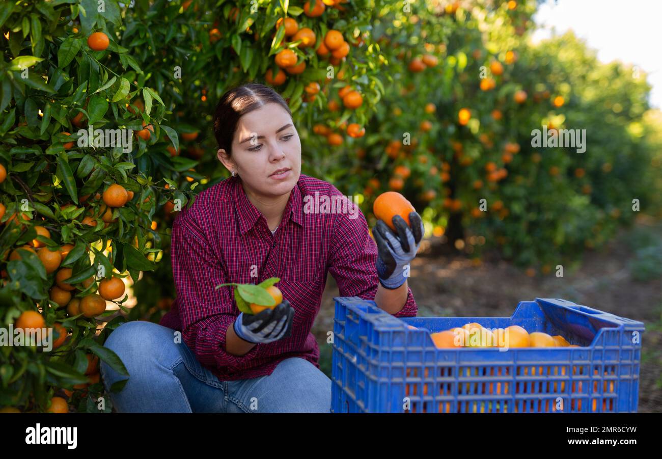 Portrait d'une femme souriante qui récolte des mandarines dans une plantation biologique Banque D'Images