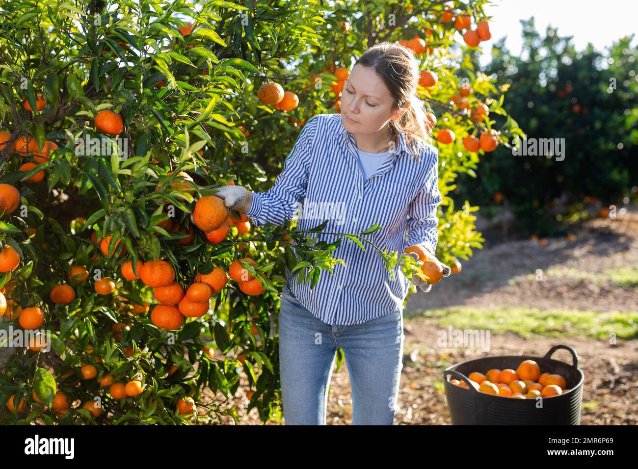 Portrait d'une femme souriante qui récolte des mandarines dans une plantation biologique Banque D'Images