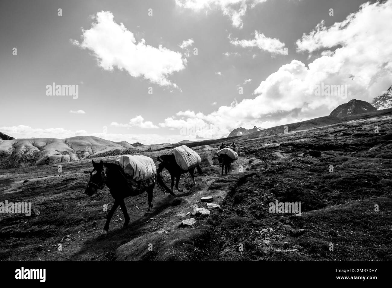 Emballez les chevaux dans une expédition dans les Andes péruviennes Banque D'Images