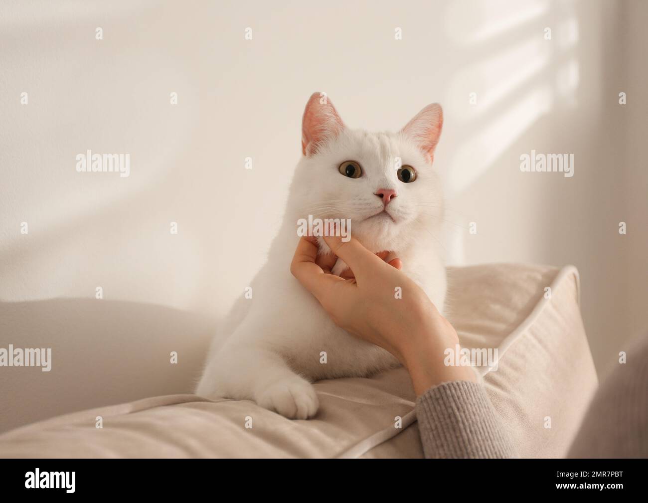 Jeune femme qui pète son beau chat blanc à la maison, en gros plan. Animal doux Banque D'Images