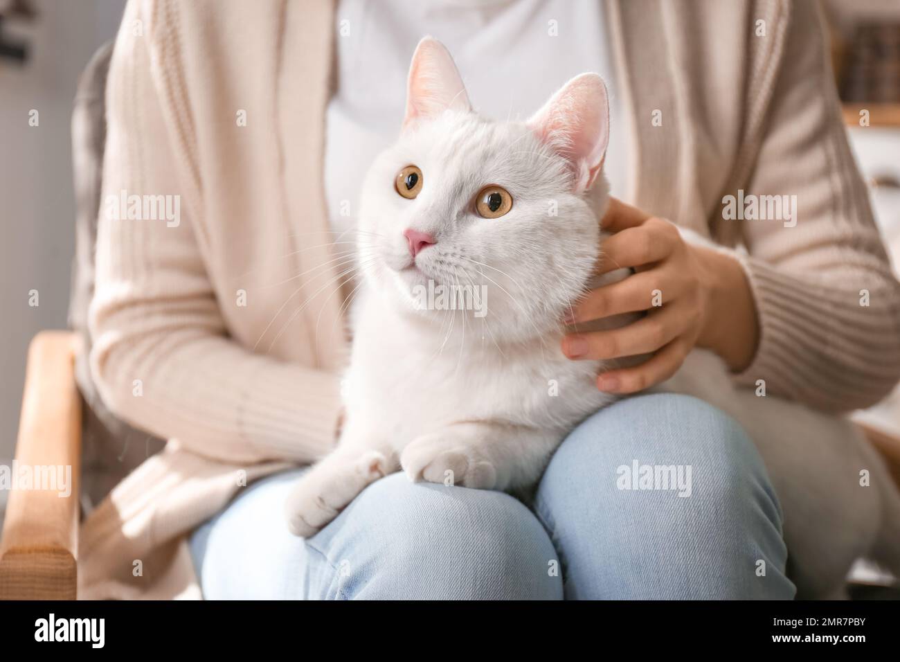 Jeune femme avec son beau chat blanc à la maison, gros plan. Animal doux Banque D'Images