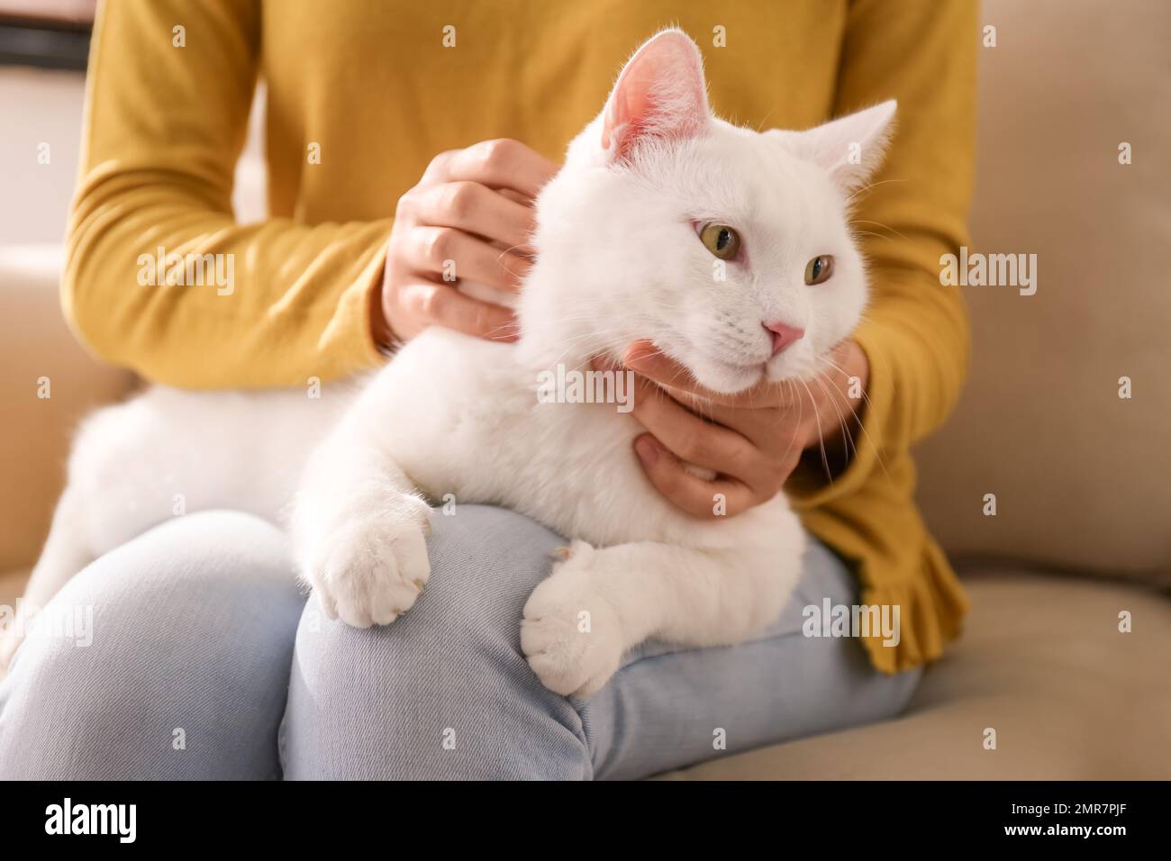 Jeune femme avec son beau chat blanc à la maison, gros plan. Animal doux Banque D'Images