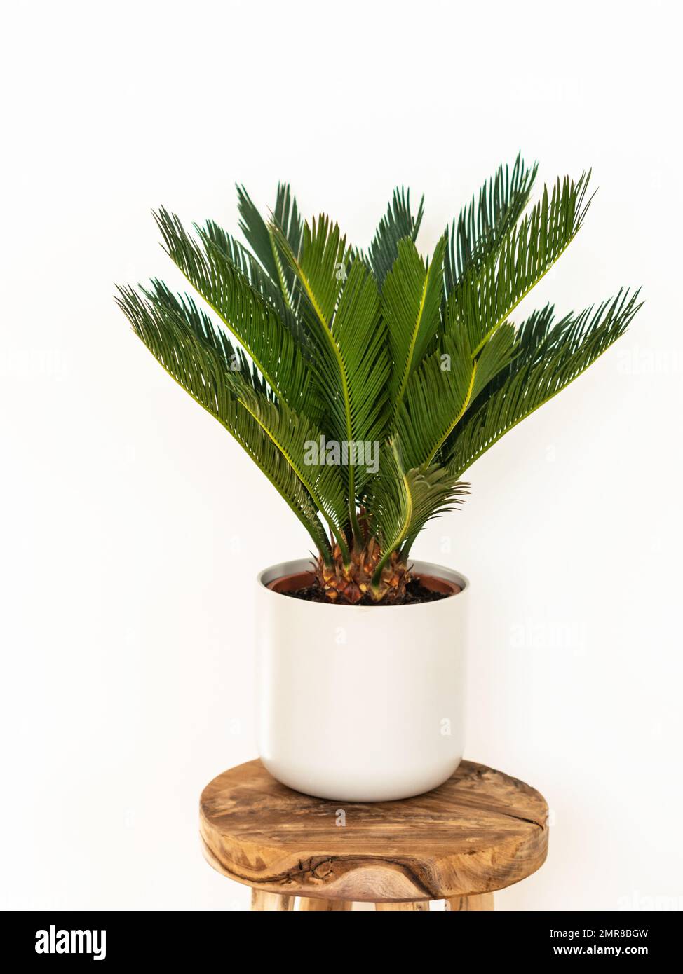 Cycas Revoluta houseplant en pot de céramique blanche sur tabouret en bois devant le mur blanc. mise au point sélective. Copier l'espace Banque D'Images