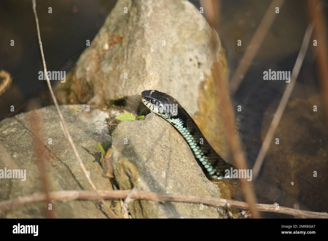 Couleuvre d'herbe (Natrix natrix) nageant dans l'eau, Münster, Rhénanie-du-Nord-Westphalie, Allemagne, Europe Banque D'Images