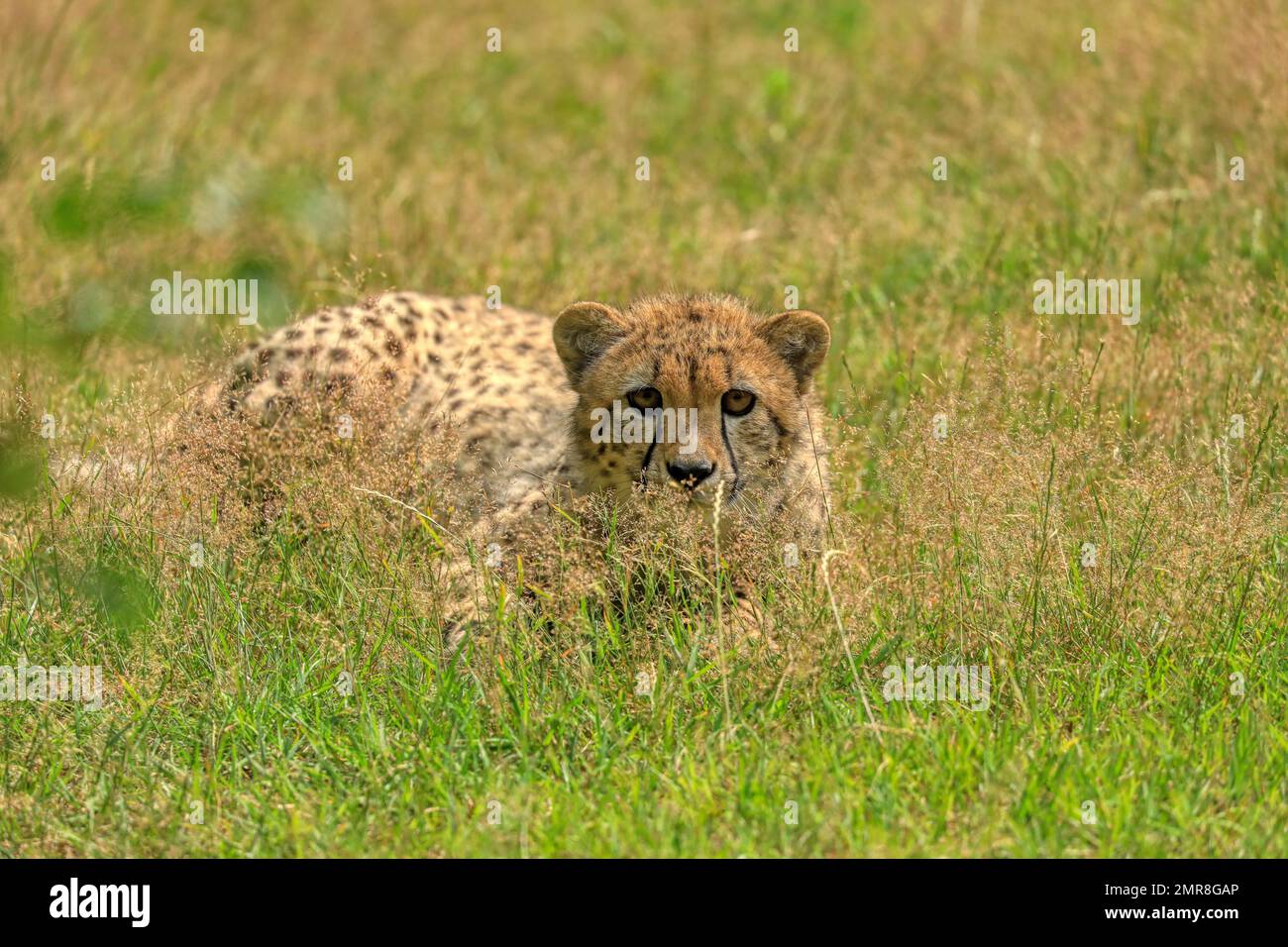 Cheetah (Acinonyx jubatus), situé dans le pré, Zoo, Münster, Rhénanie-du-Nord-Westphalie, Allemagne, Captive, Europe Banque D'Images