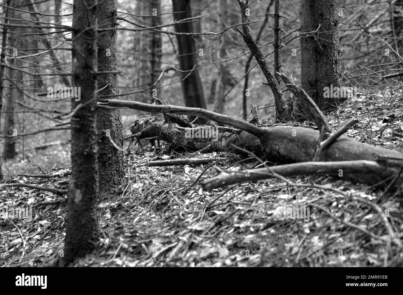 Photo en niveaux de gris d'un arbre tombé au-dessus d'une forêt Banque D'Images