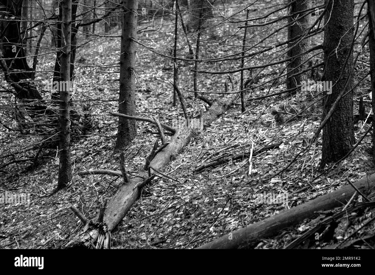 Photo en niveaux de gris d'un arbre tombé au-dessus d'une forêt Banque D'Images