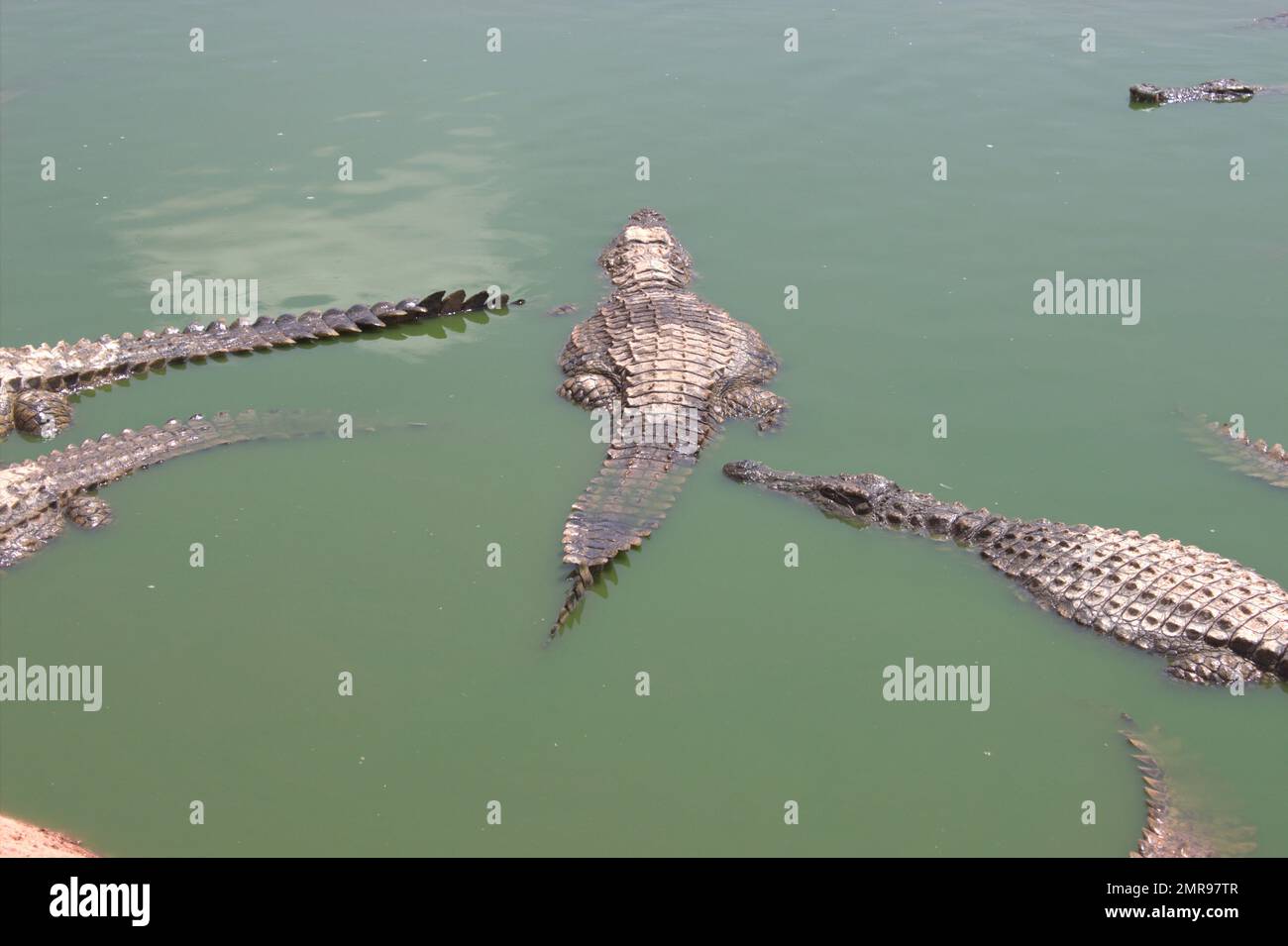 Crocodiles du Nil Banque D'Images