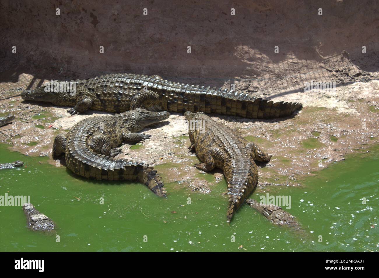 Crocodiles du Nil Banque D'Images
