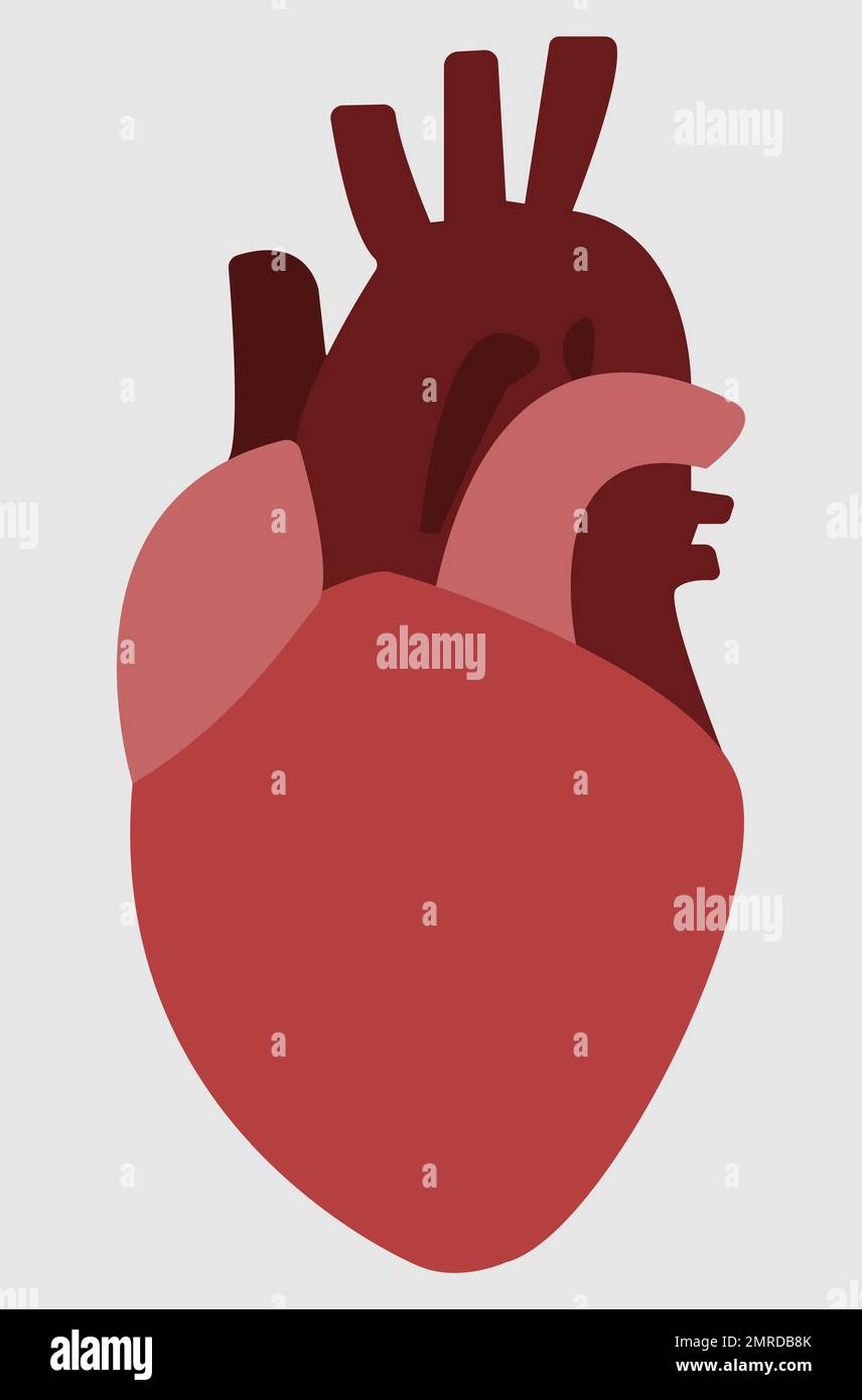 Anatomia huesos para imprimir Banque de photographies et d’images à ...