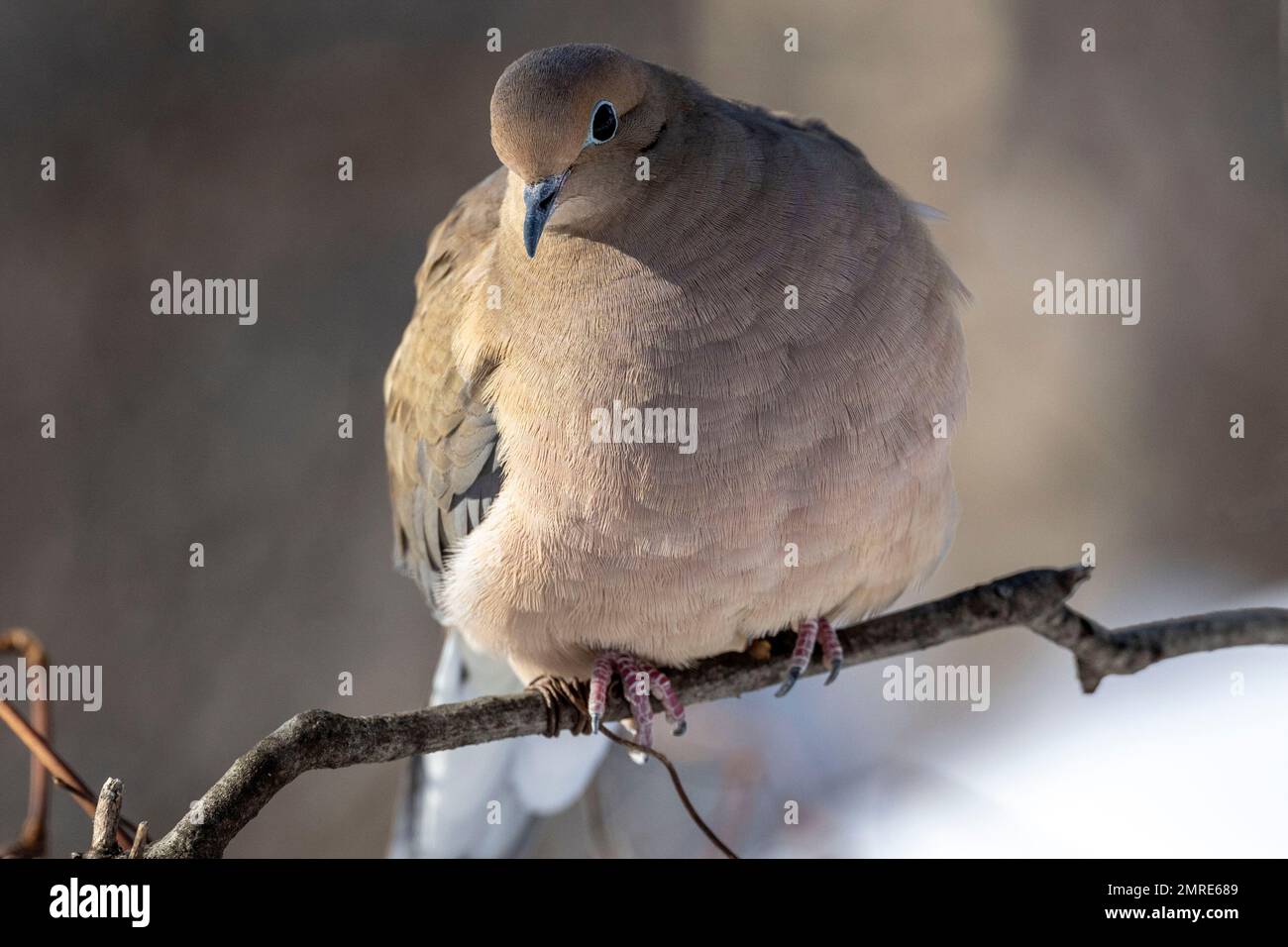 (Ottawa, Canada---31 janvier 2023) Mouette aux mangeoires Dewberry. Photographie Copyright Sean Burges / Mundo Sport Images 2023. Si la publication est sur s Banque D'Images