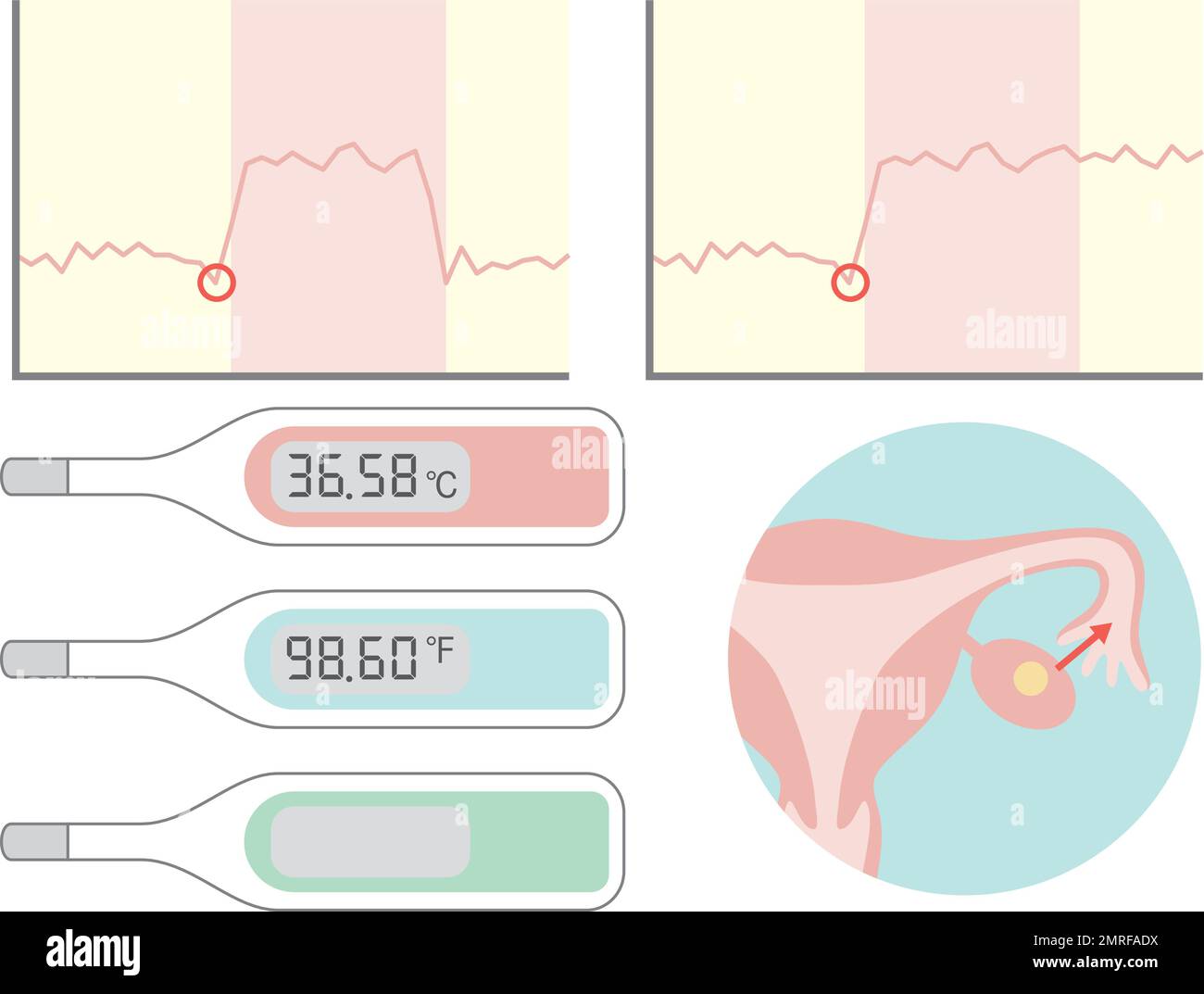 Thermomètre basal et graphique de température corporelle basale. Illustration de la grossesse et de l'accouchement. Illustration de Vecteur