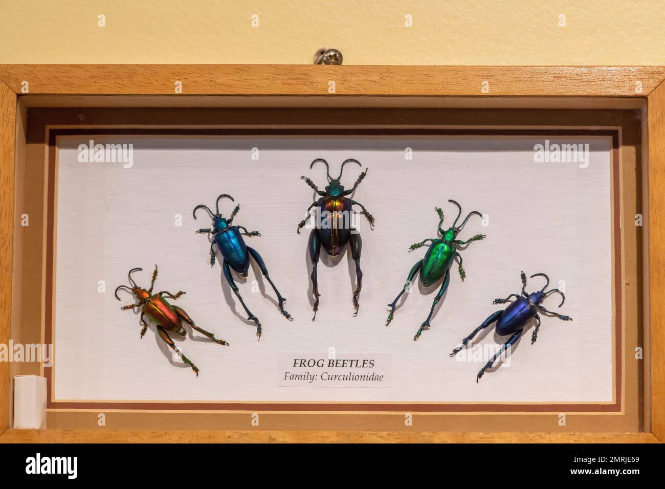 Mackinac Island, Michigan. Maison aux papillons. Spécimens épinglés de coléoptères de grenouille ou de Sagra buquet. Banque D'Images