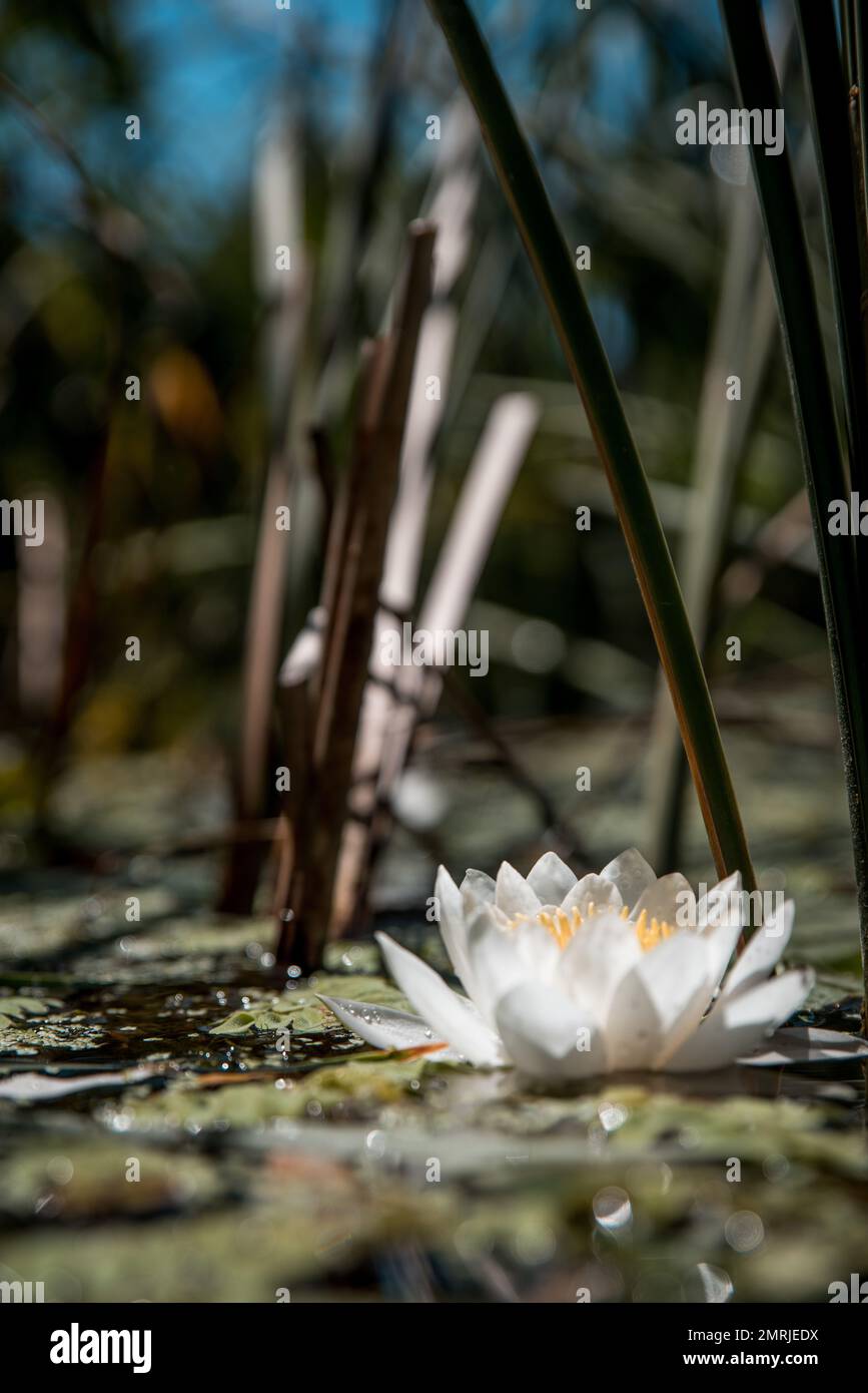 Une fleur de Nymphaea candida avec des feuilles à la surface du lac Banque D'Images