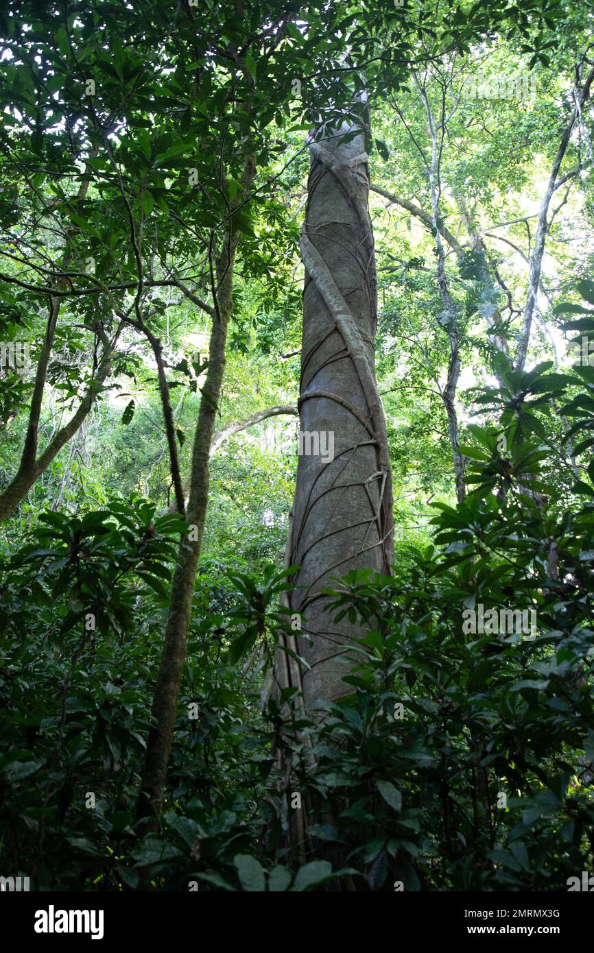 D'énormes arbres dans le parc national de Carrara au Costa Rica Banque D'Images